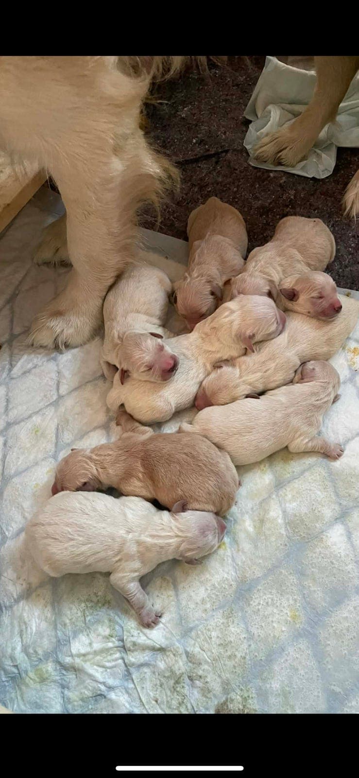 Golden retriever valper (nkk, øyelyst, HD/AD)