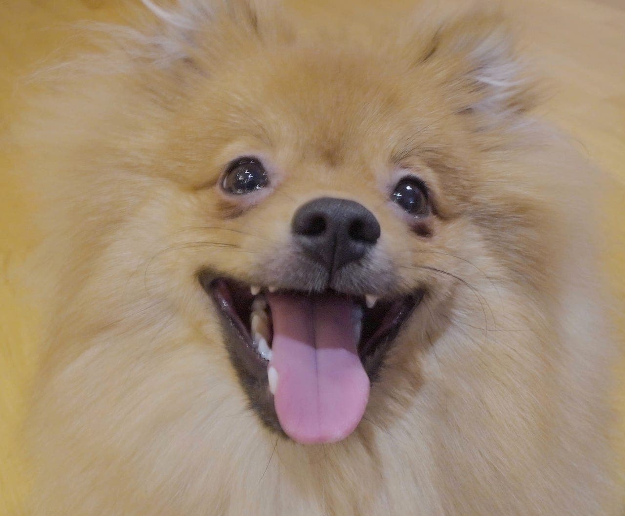 Pomeranian Hann Omplasseres