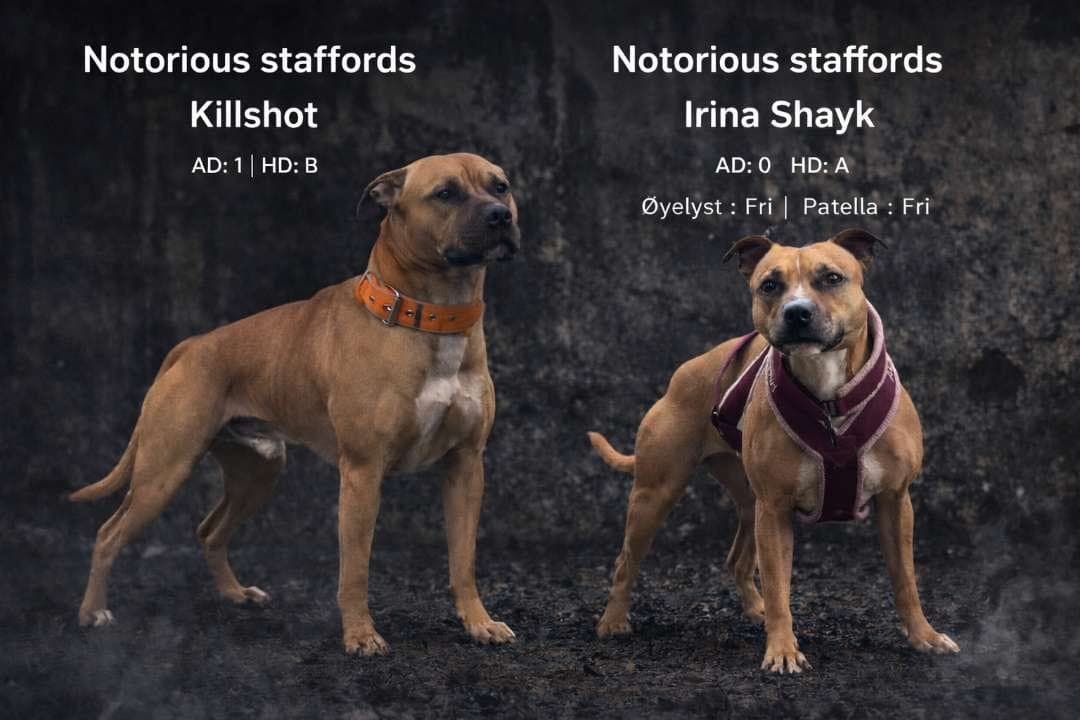 Staffordshire bull terrie