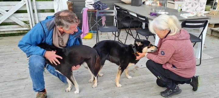 KENNEL RIDDU:Lapsk vallhund valper til salgs