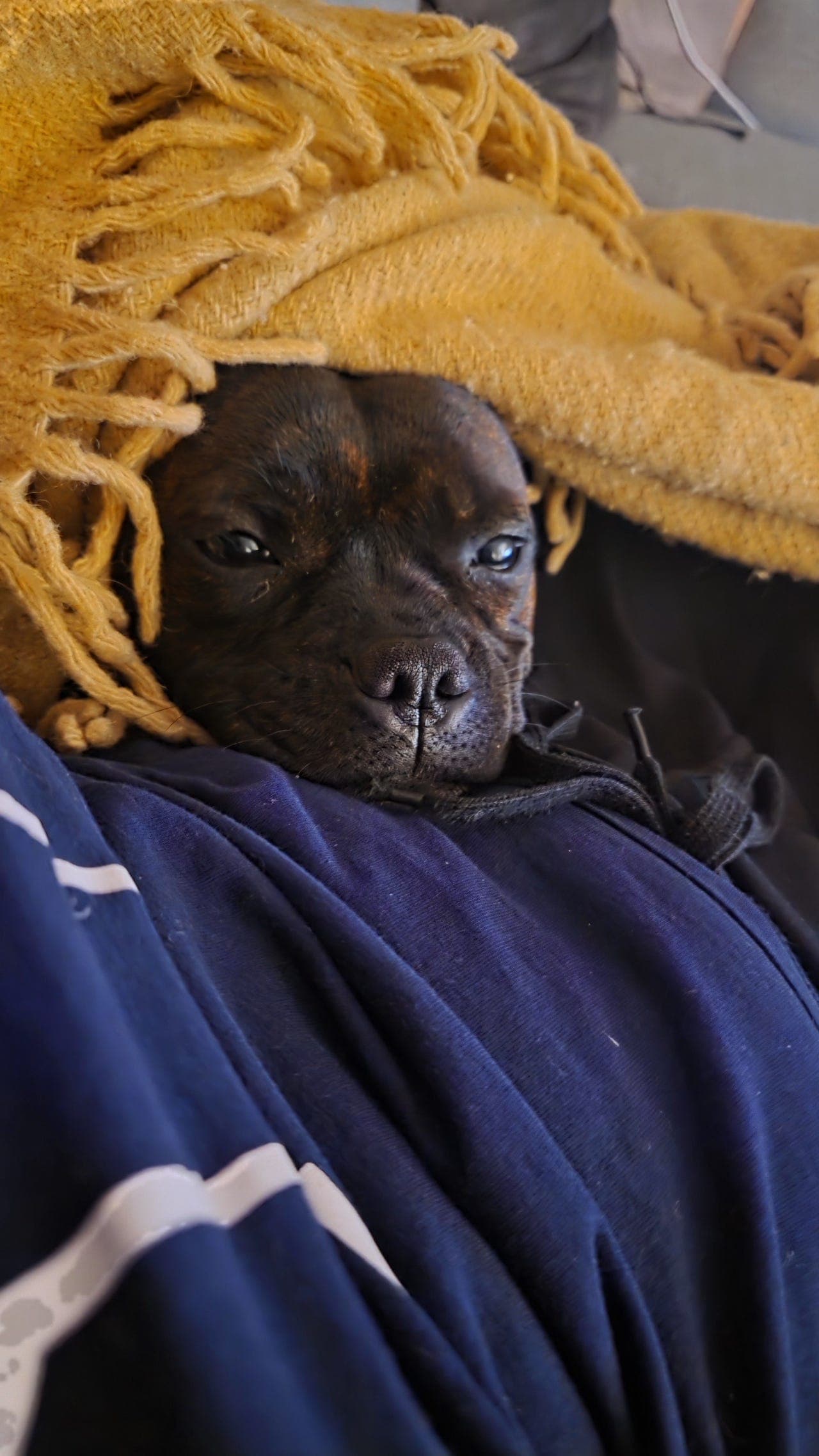 Omplassering av elsket Staffordshire Bull Terrier