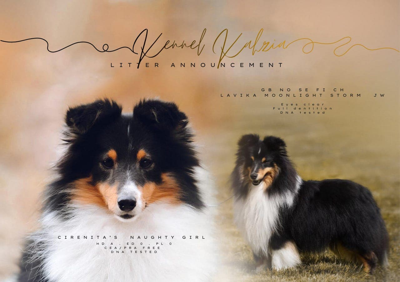 Shetland sheepdog valper
