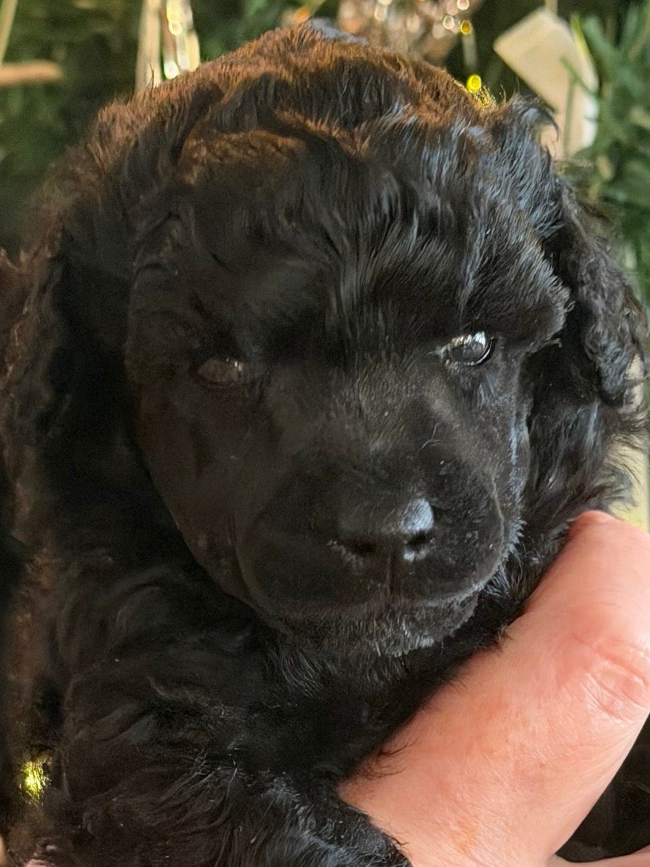 Nydelig toy puddel  hann til salgs.