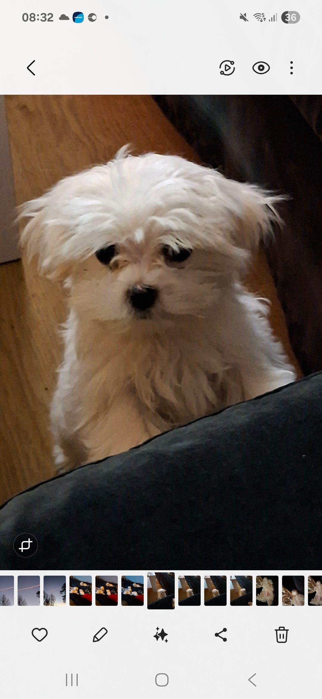 Nydelig renrase malteser gutt