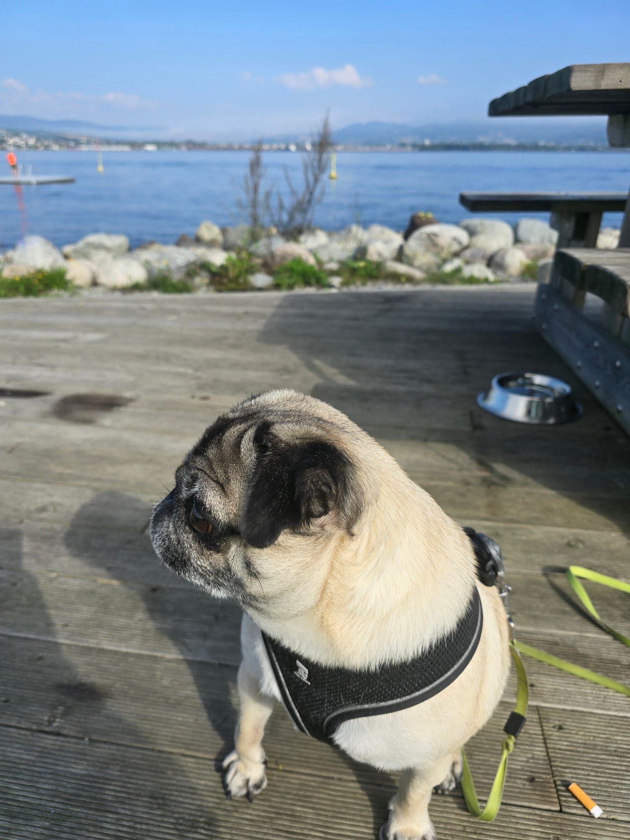 Omplassering av mops