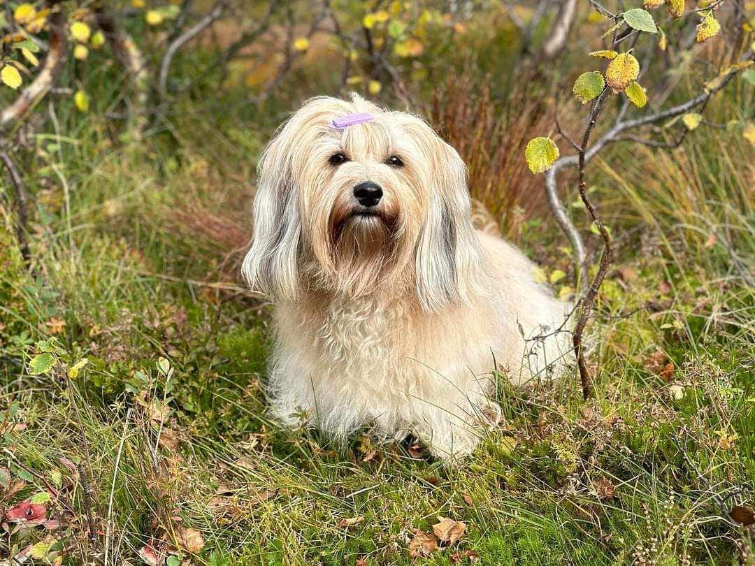 Nkk registrerte Bichon Havanais valper