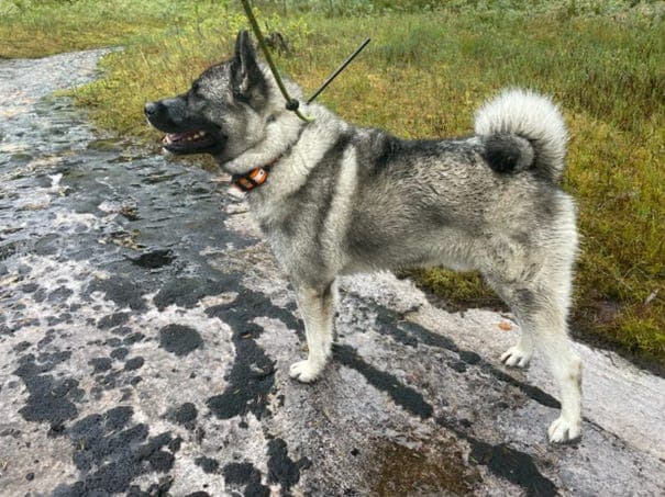 Elghundvalper etter Tira og Skinnemoens Marco