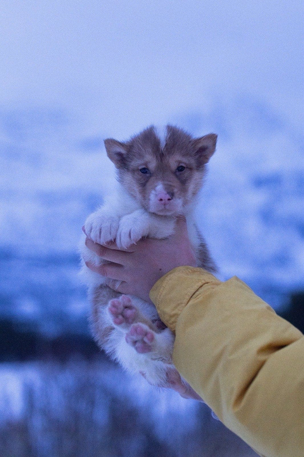grønlandshundvalp 8 uker