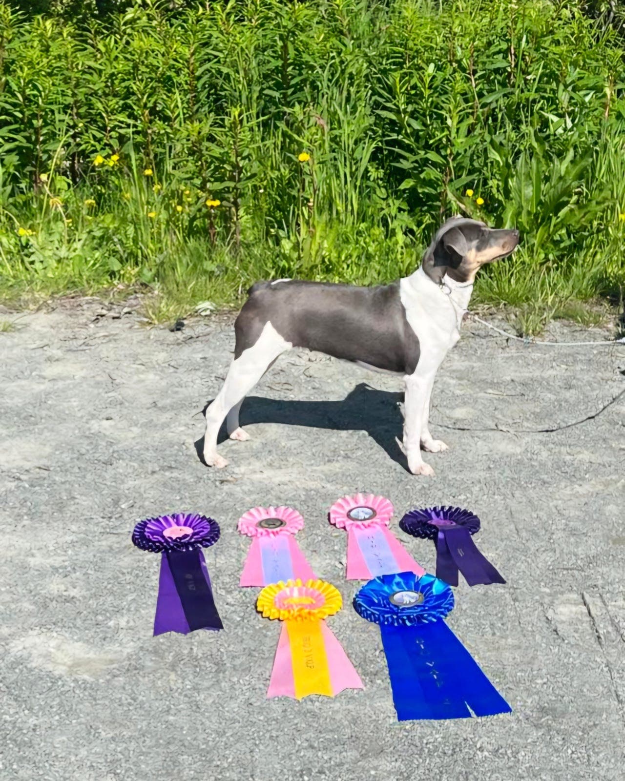 Valper etter championtispe!