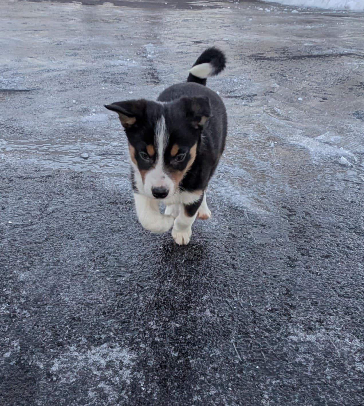 Tricolor Border Collie valper til salgs