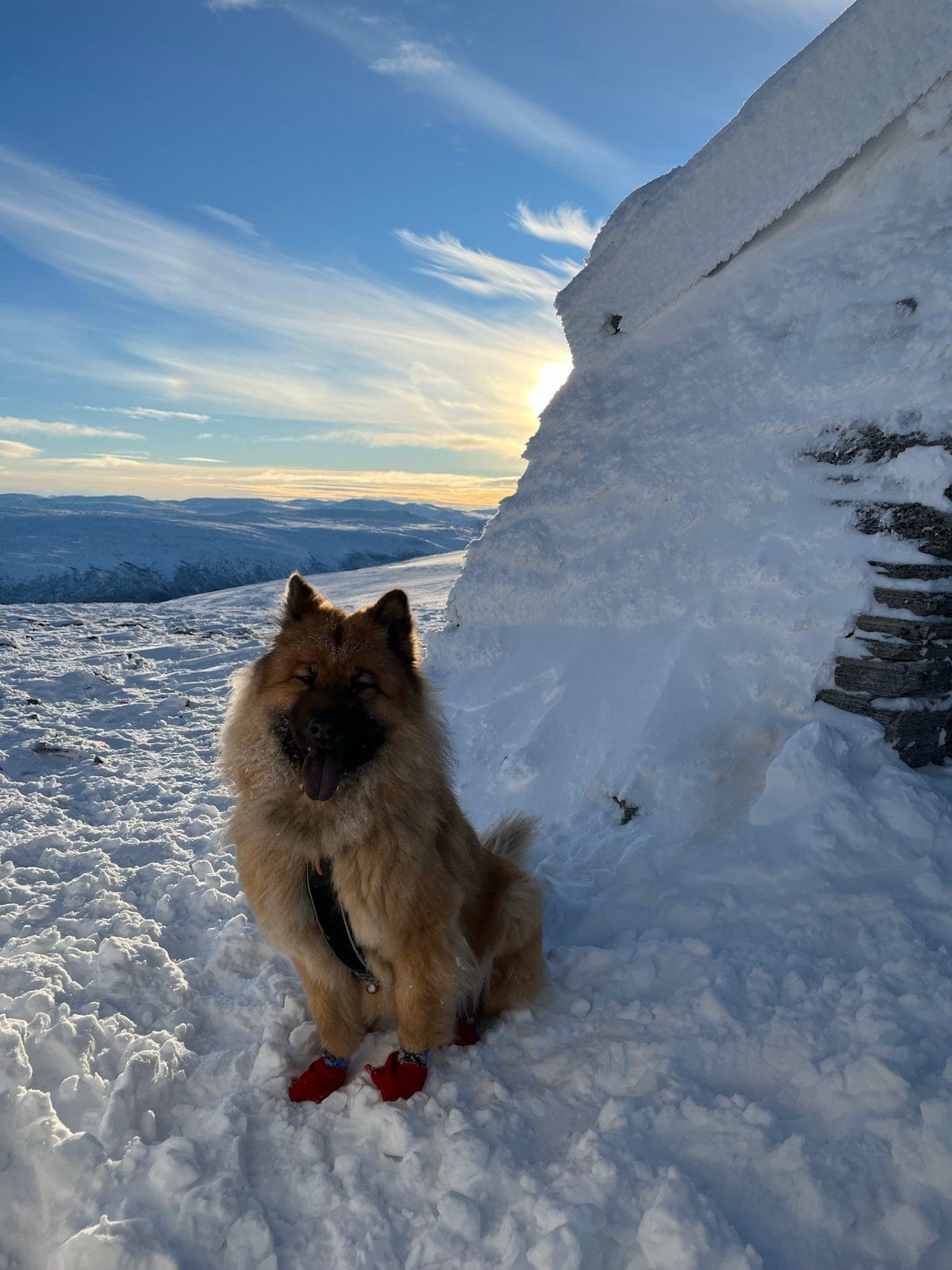 Forvert deltid søkes til Aria