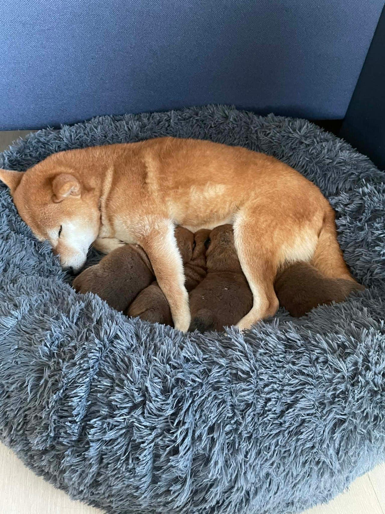 Shibavalper til salgs