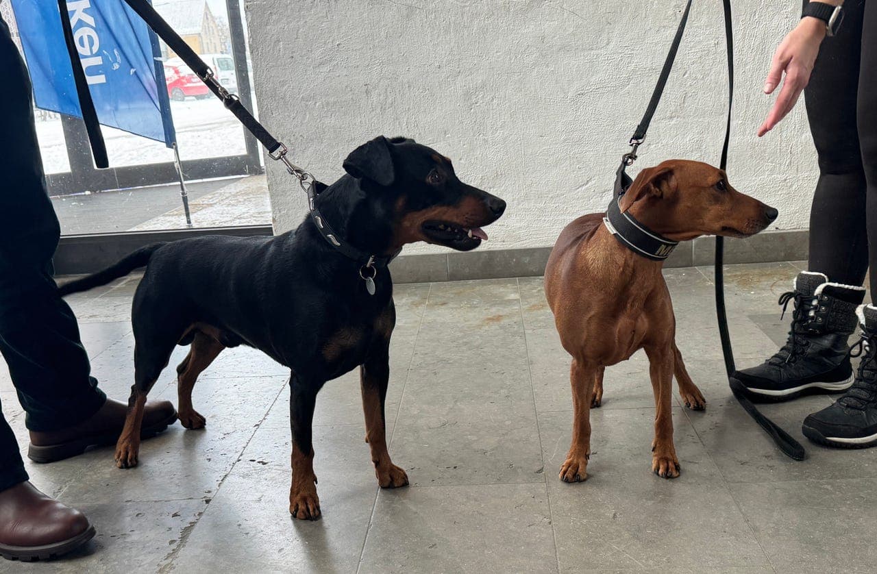 Pinscher valper ventes i Mars