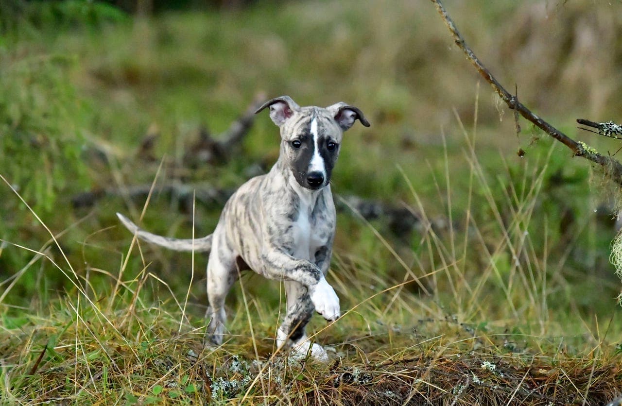 Vakker Whippet hannvalp