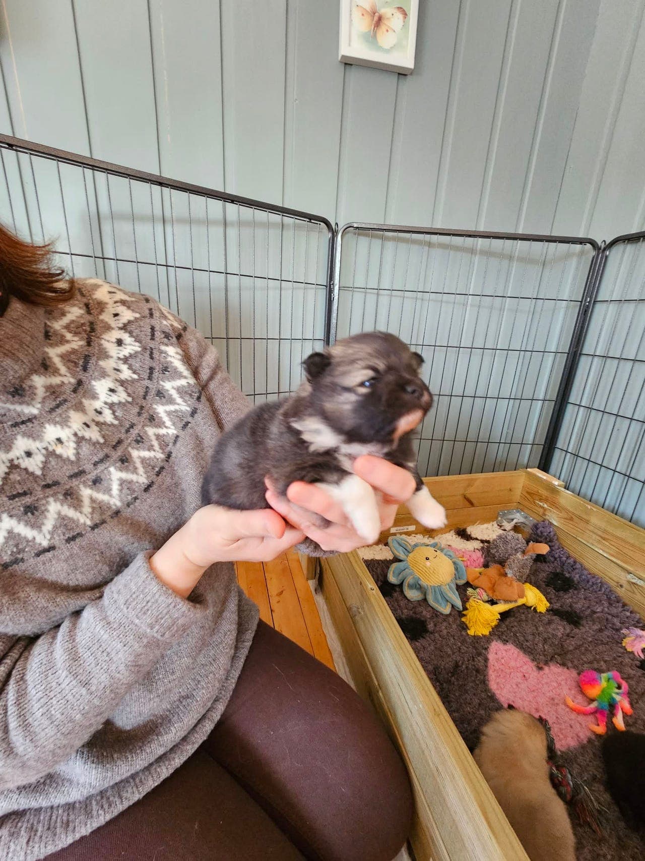 NKK registrert hanvalp