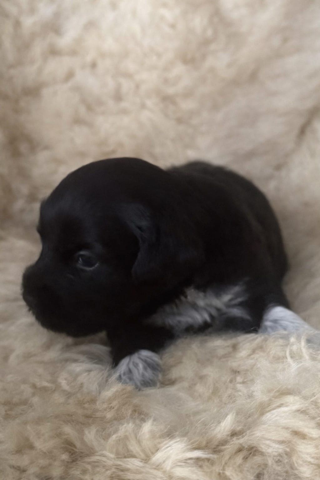 Schapendoestispe søker fòrvert