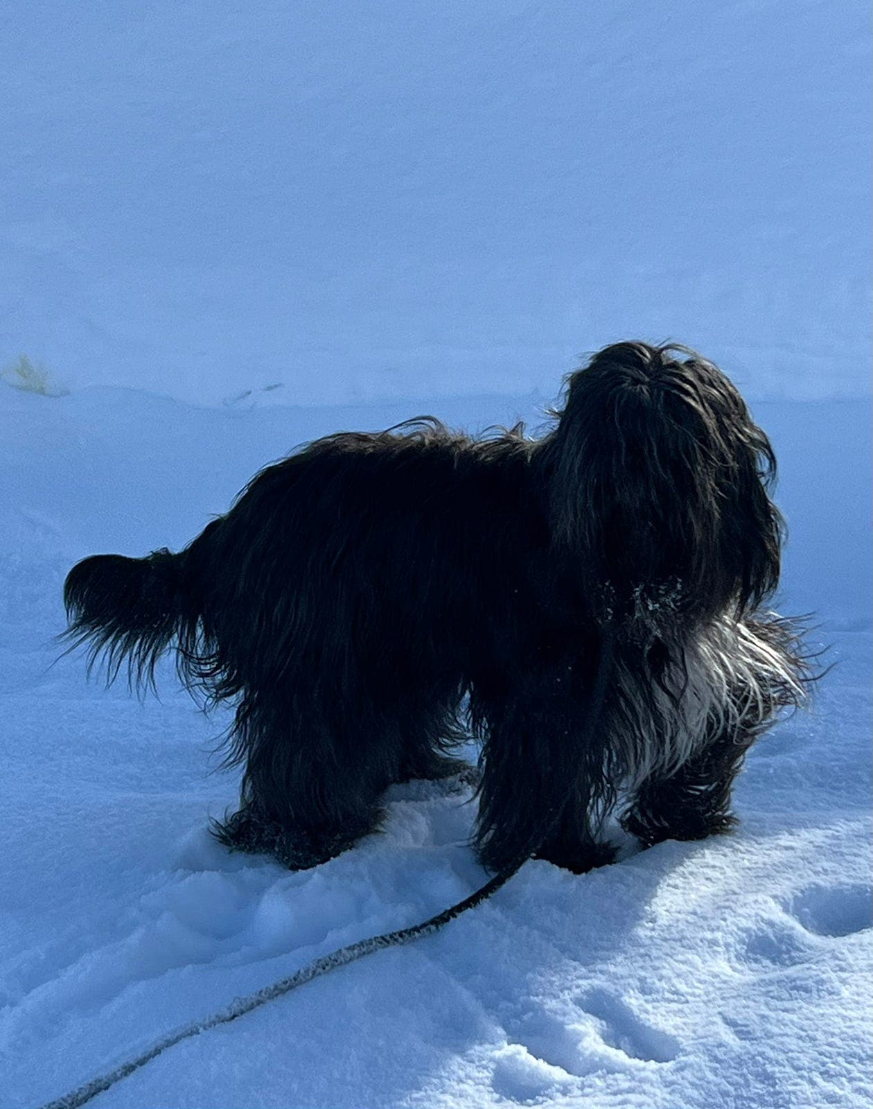 Schapendoesvalper til salgs