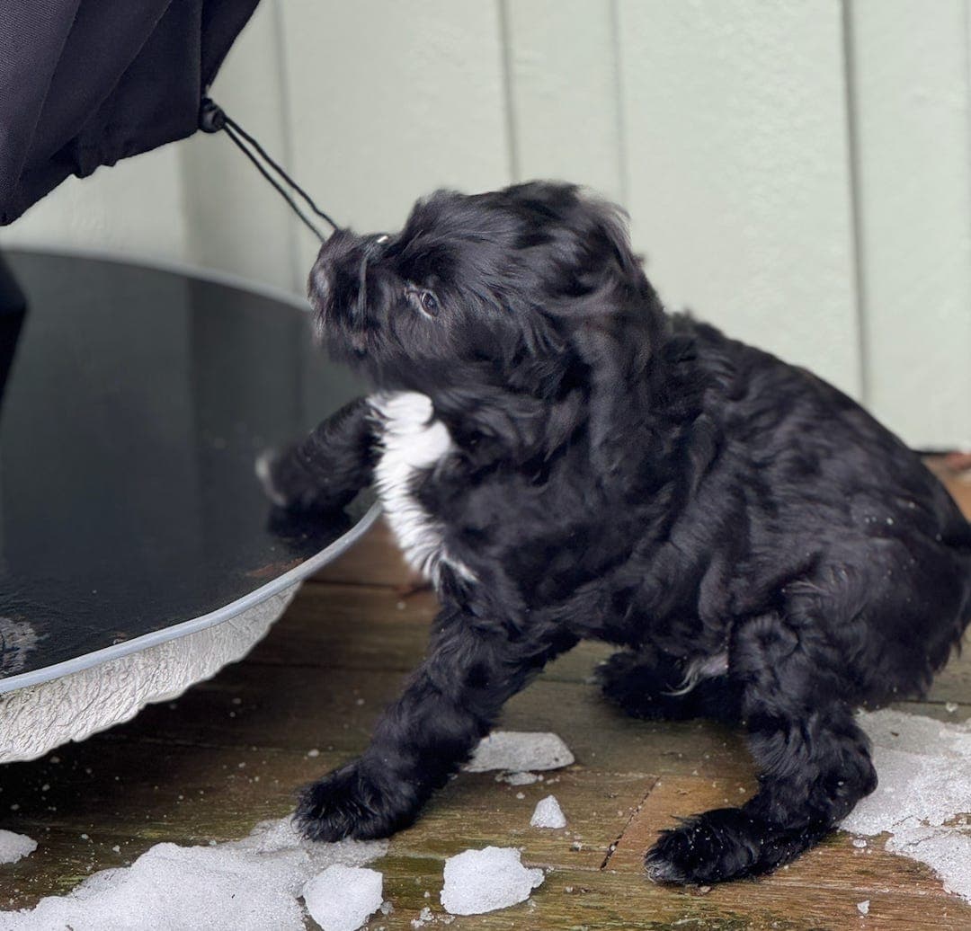 Vakre leveringsklare Schapendoesvalper