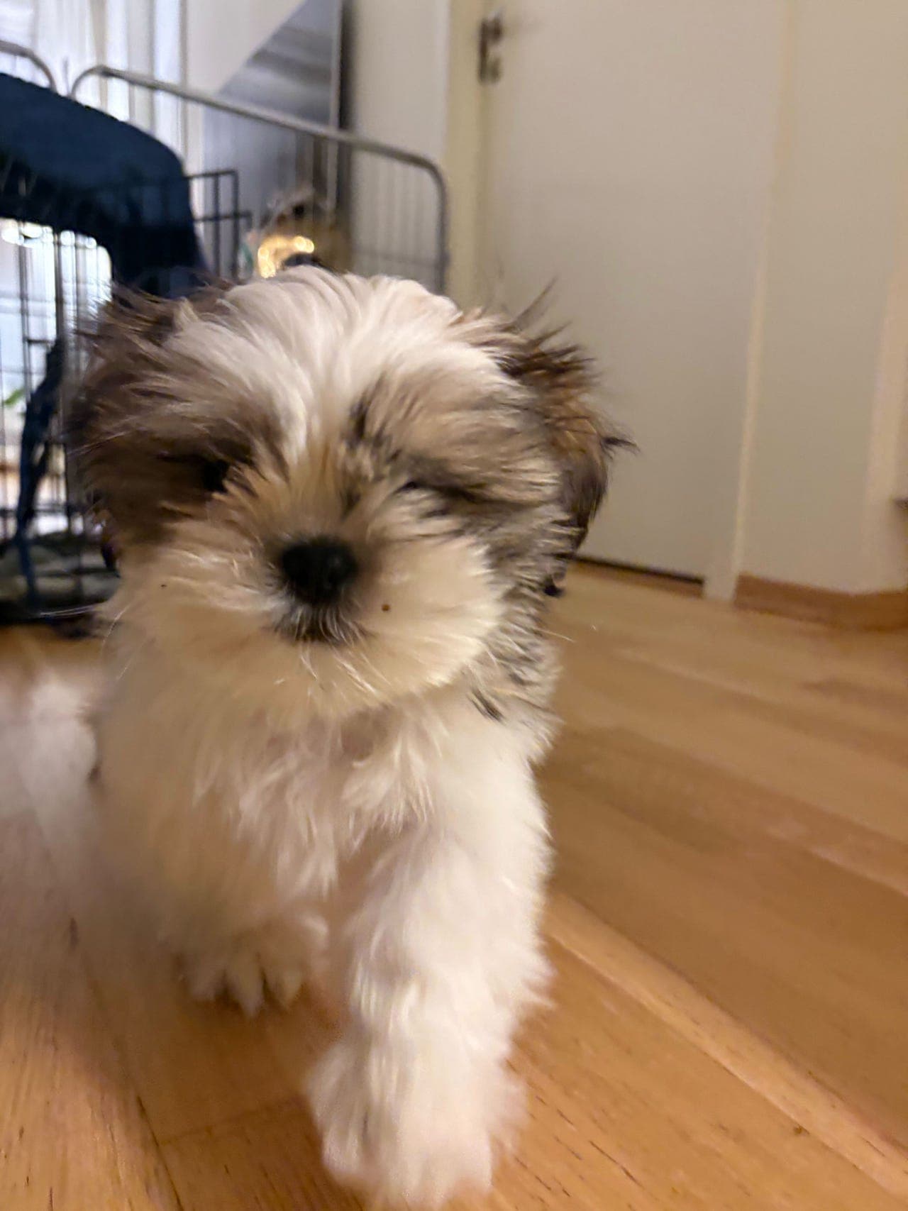 Nydelig Shih tzu valp søker sitt for alltid hjem