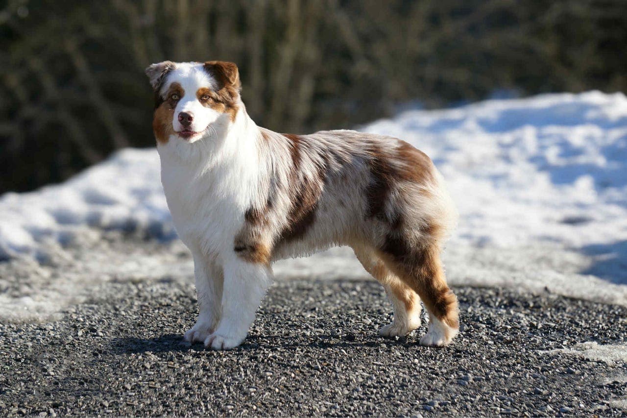 Australian shepherd