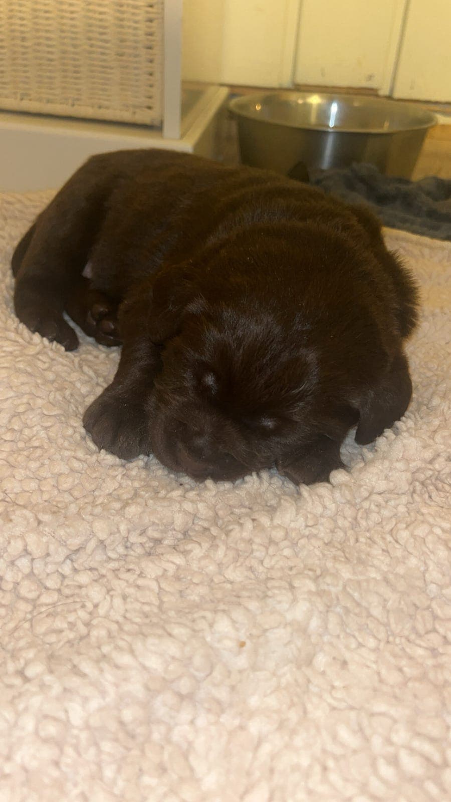 Labrador valper født 17.12.25.