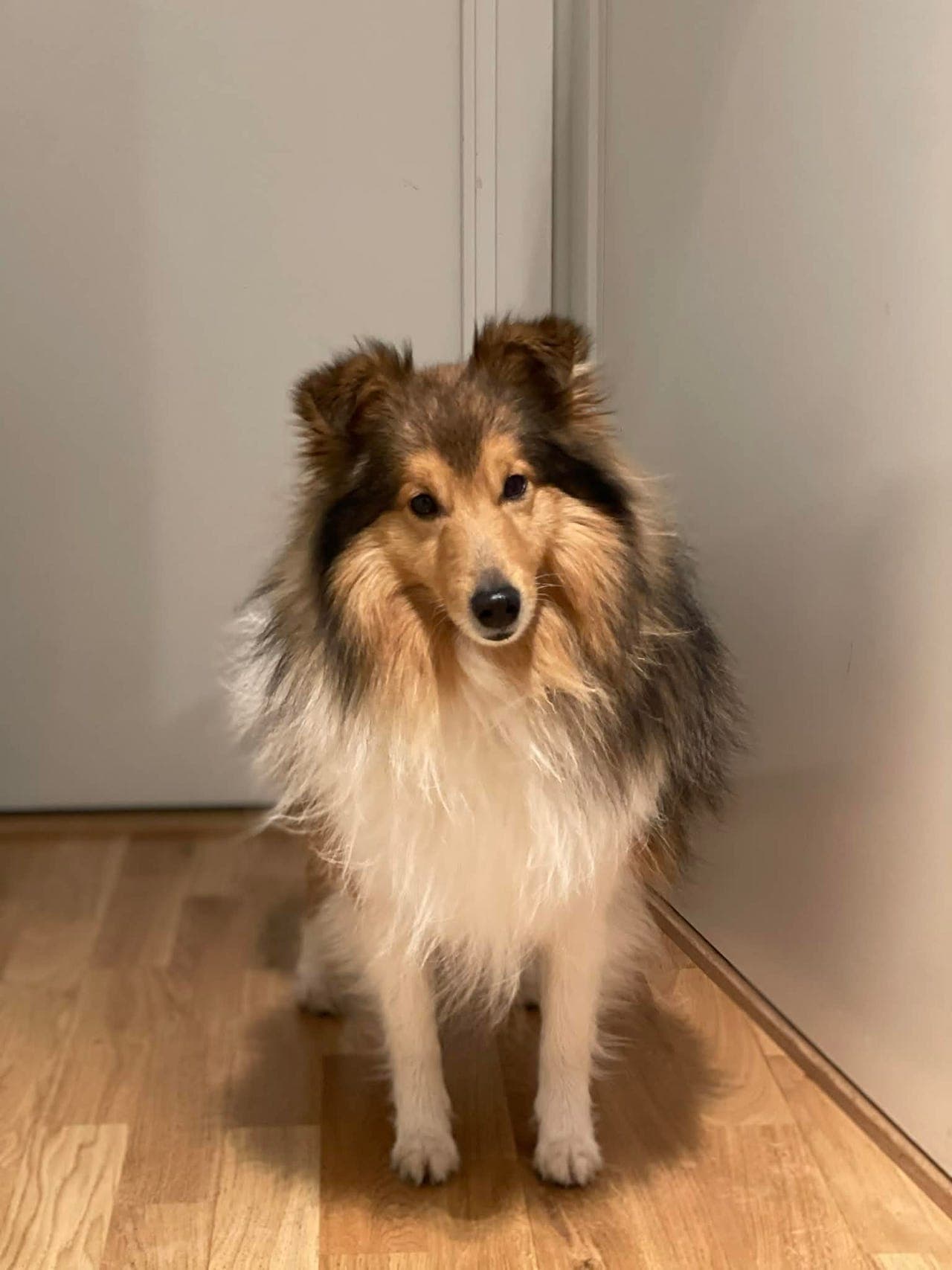 Fórvert Shetland Sheepdog