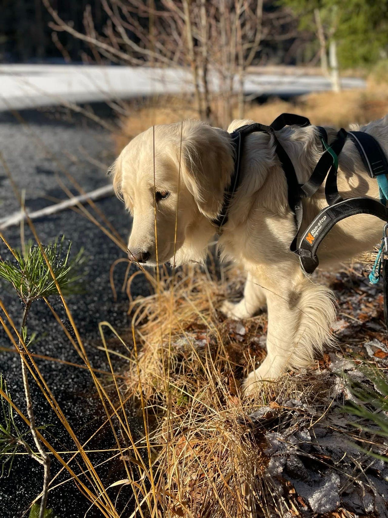 Golden Retriever valper NKK