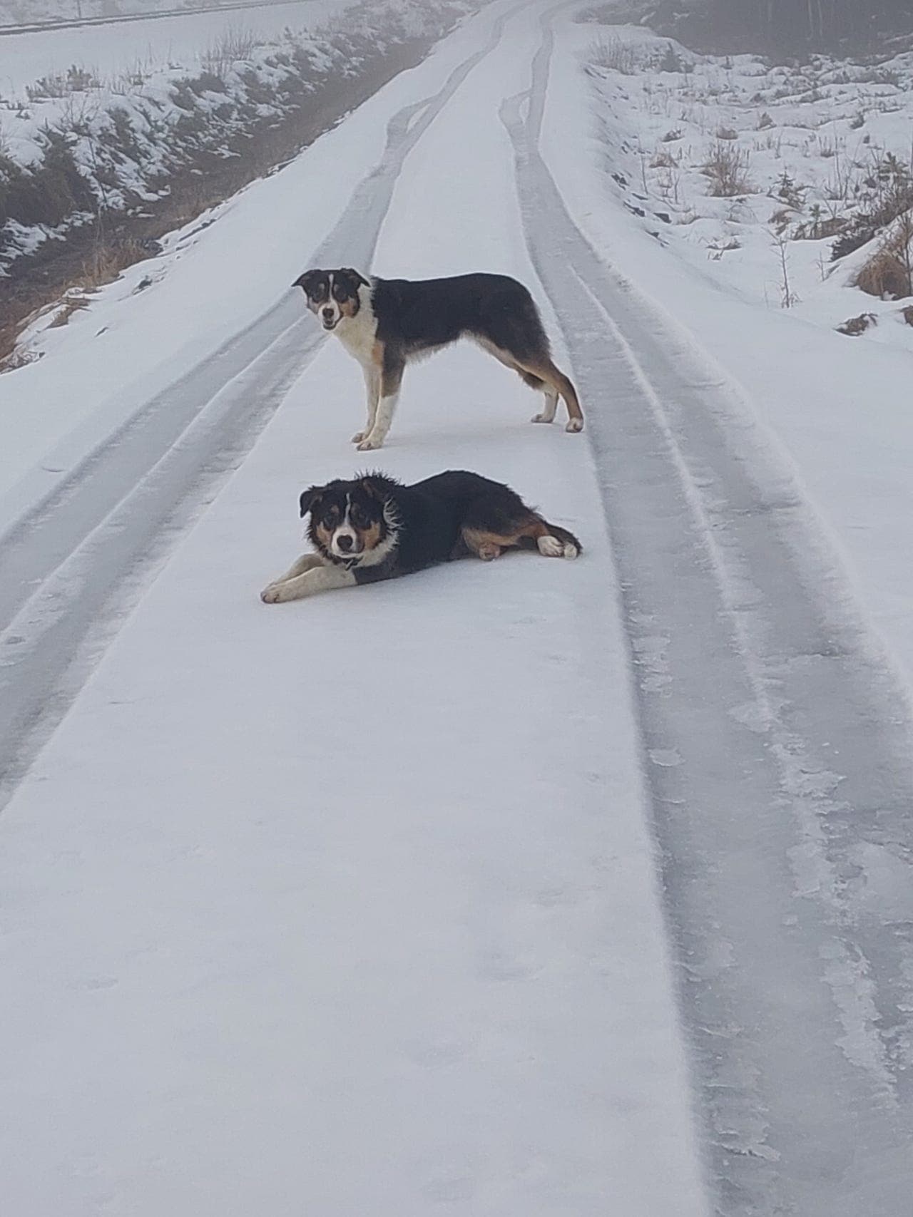 Border Collie unghunder fra brukshunder