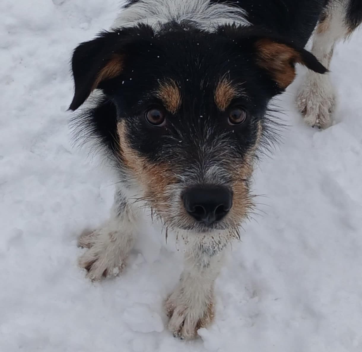 Border Collie unghund