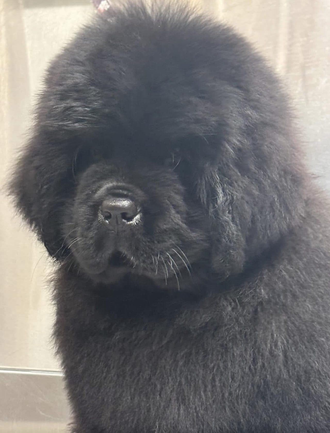 Newfoundlandsvalp