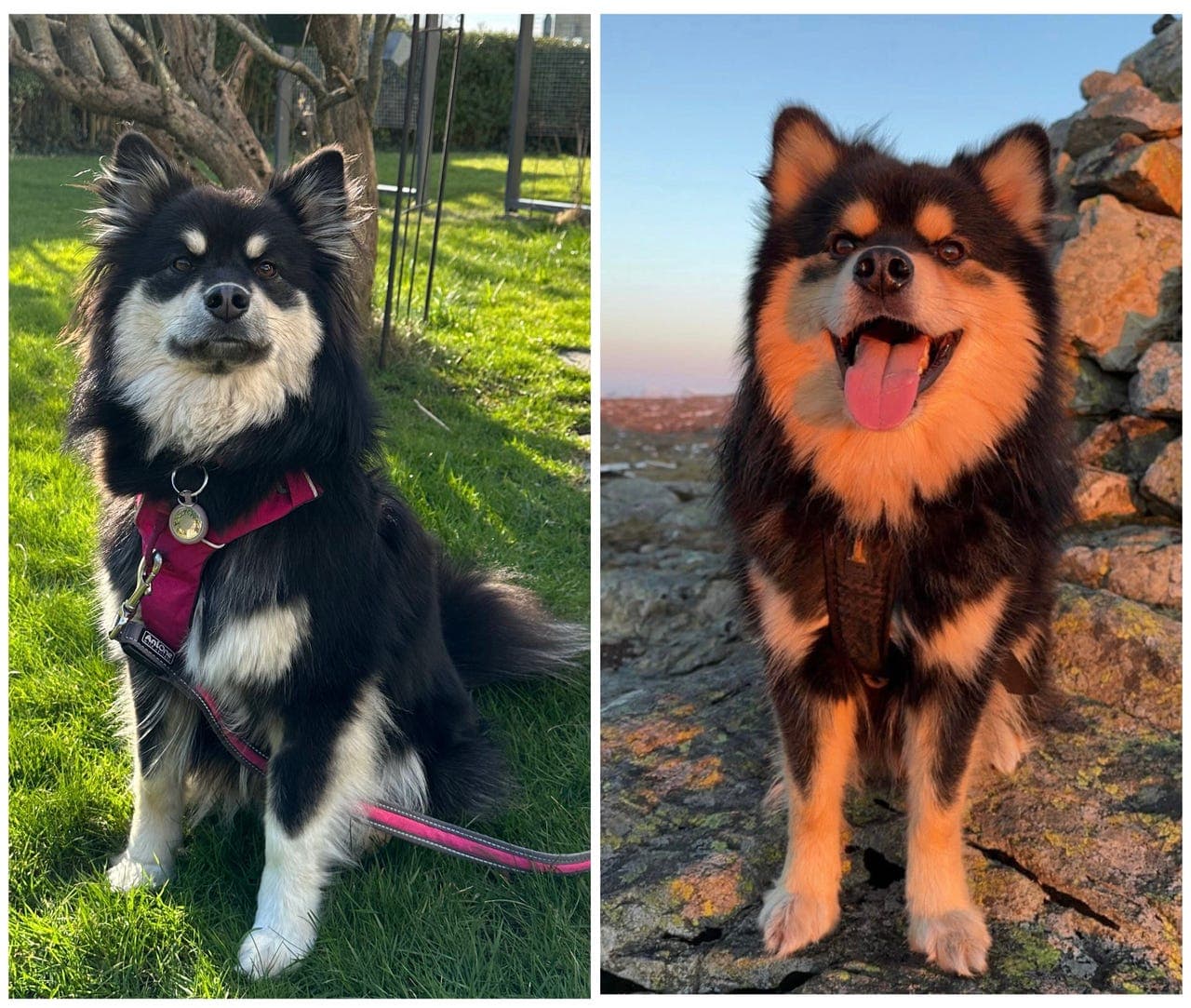 Finsk Lapphund valper ventes