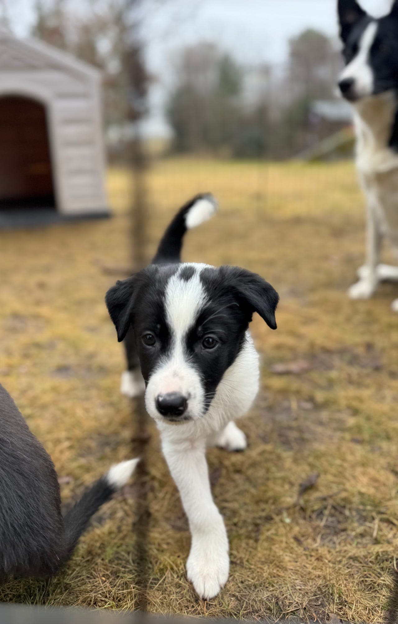 Border Collie valper