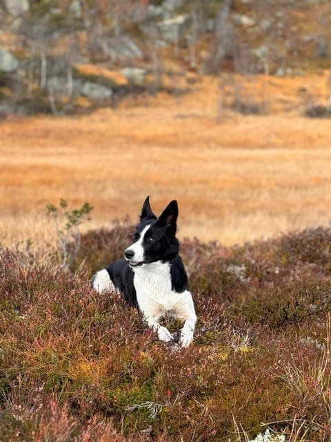 Border Collie valper