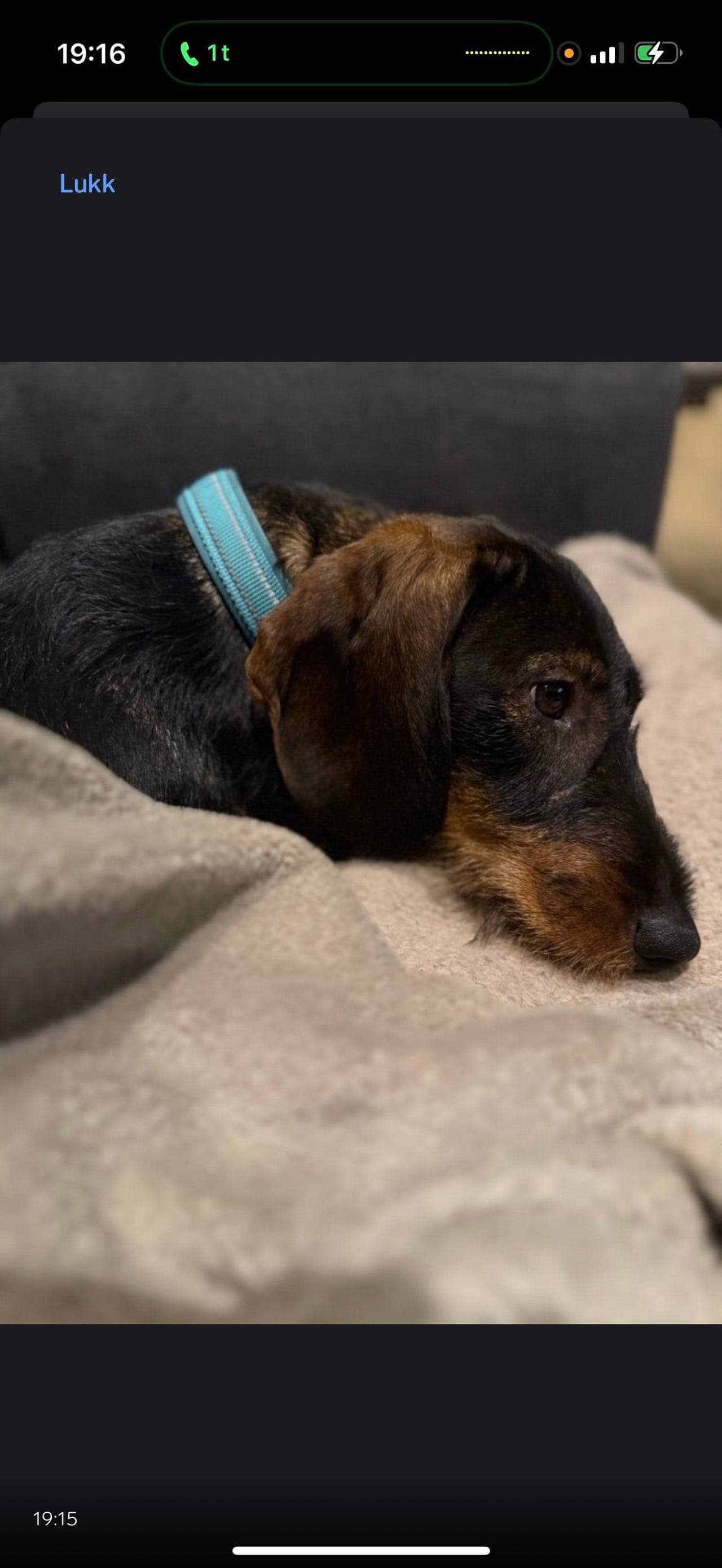 Dachs litt over ett år