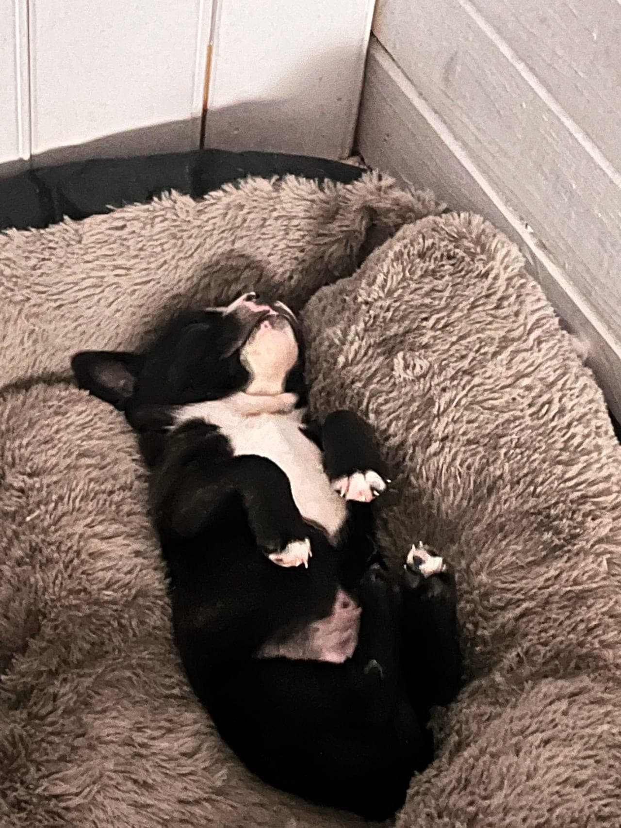 Staffordshire Bullterrier