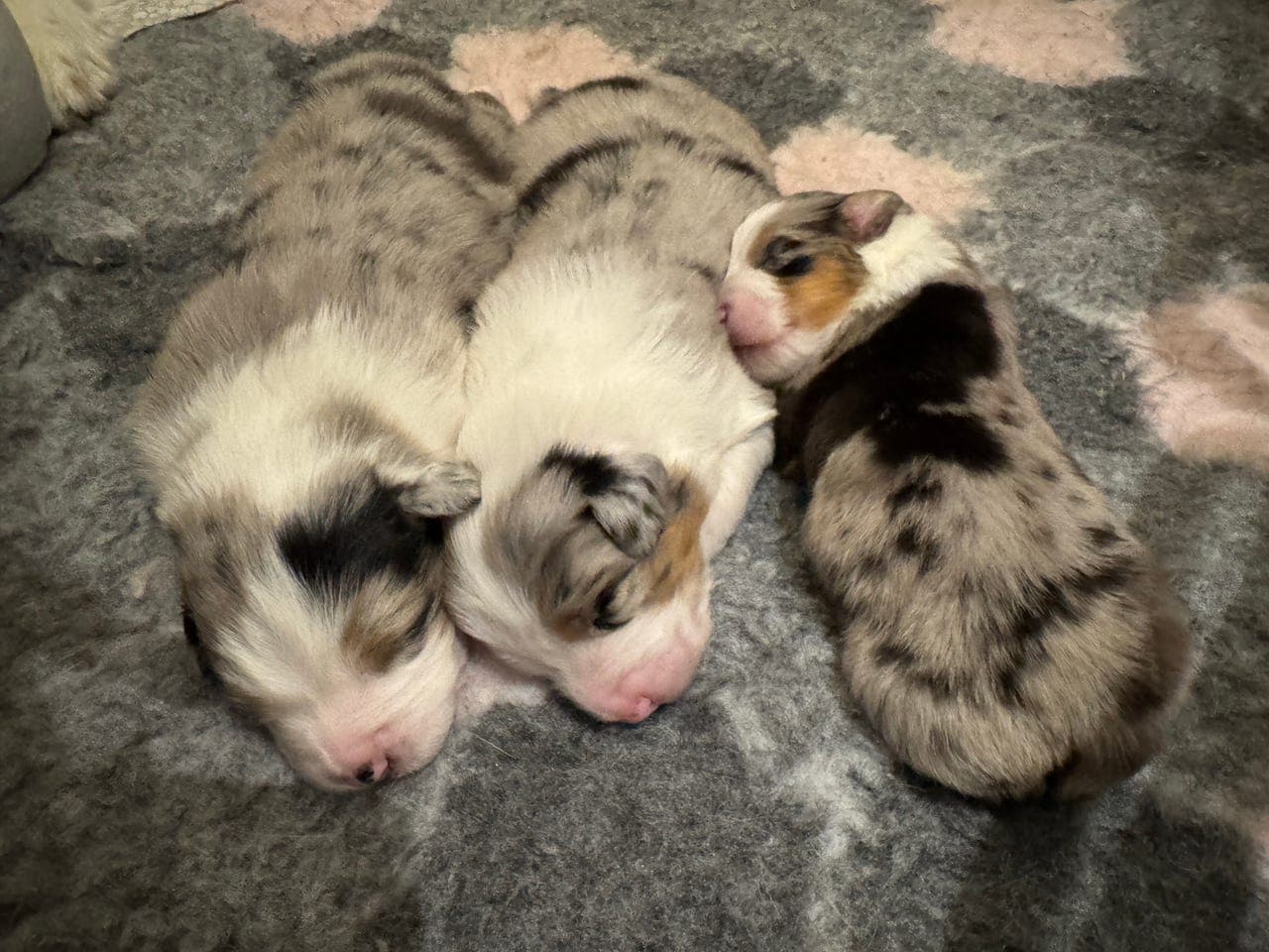 Australian shepherd tispe