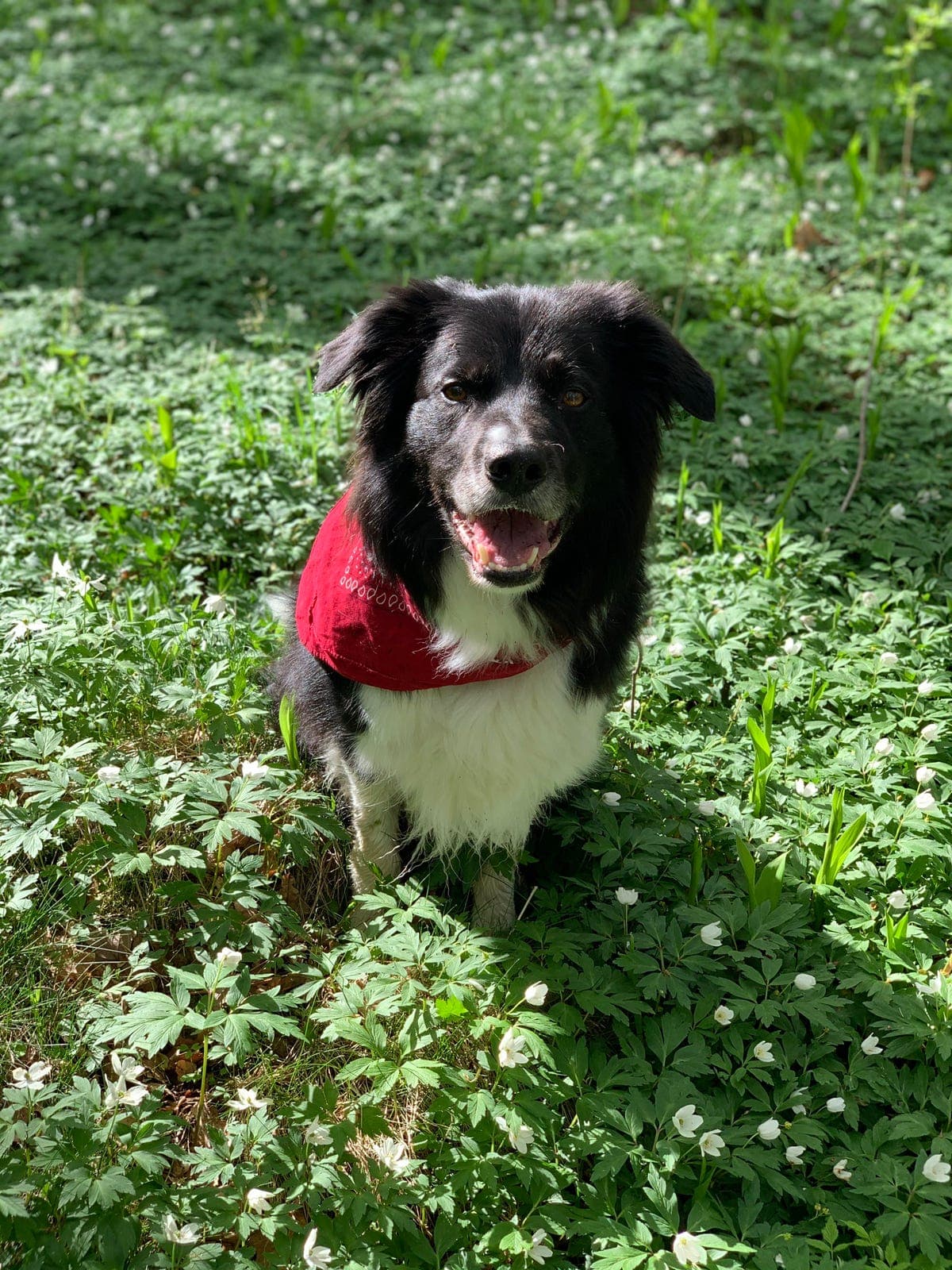 Hund til omplassering - border collie senior søker nytt hjem