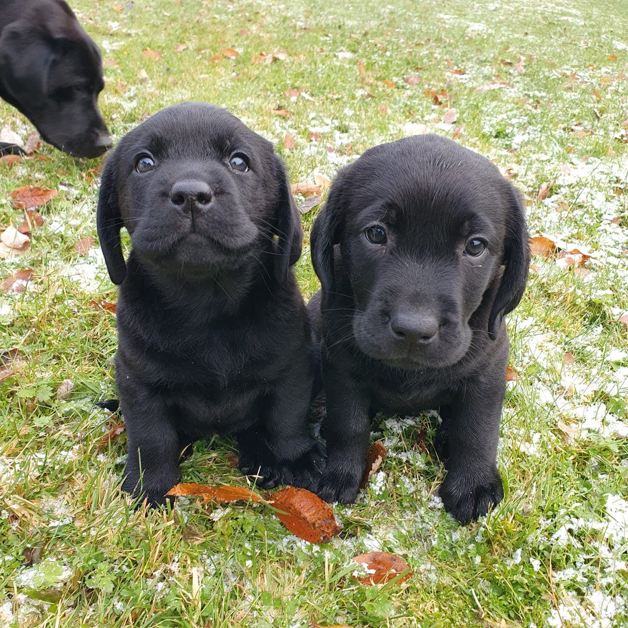 Labrador Valper ventes ca 13 februar
