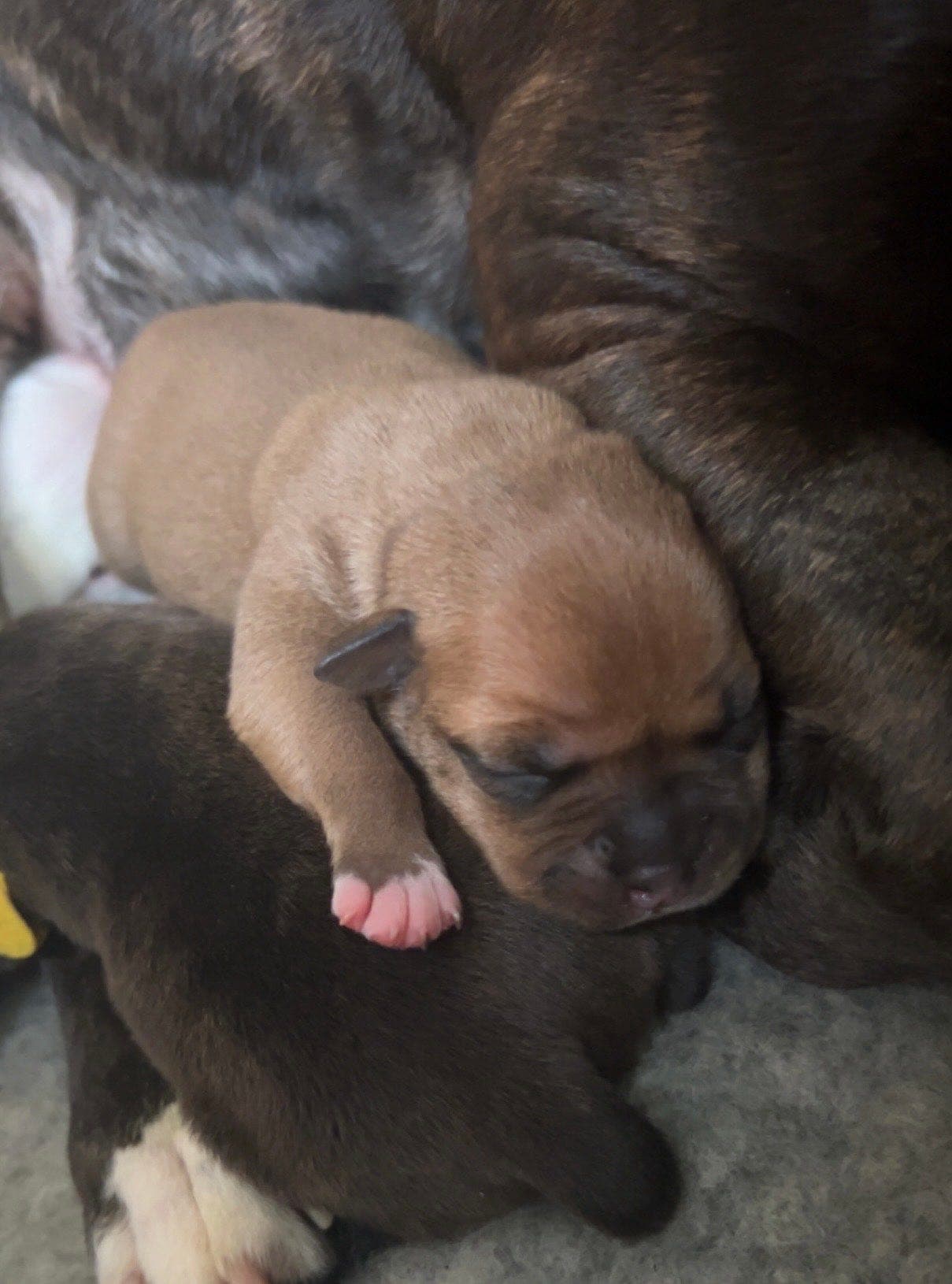 Søker fôrvert for Staffordshire Bull Terrier Tispe