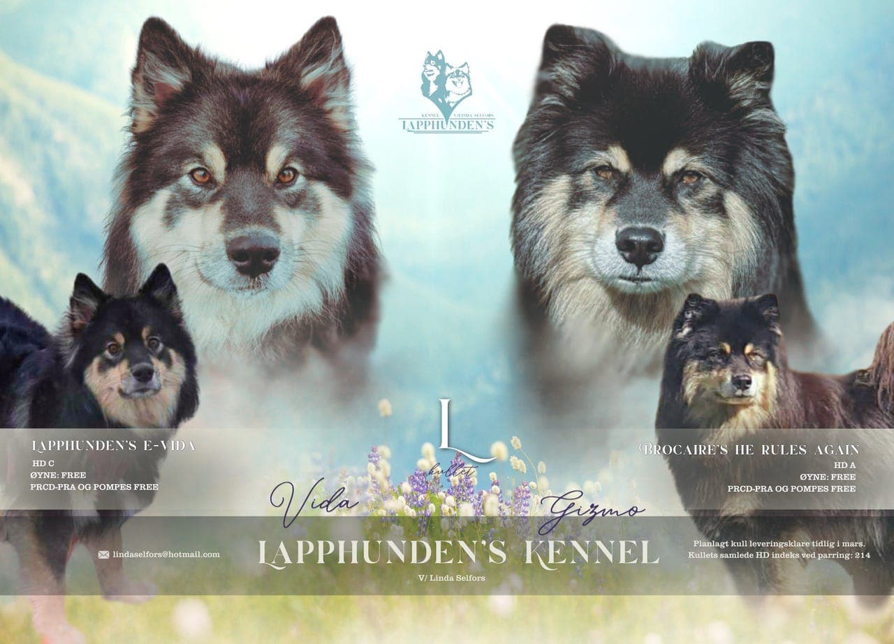Finsk lapphund, valper ventes leveringsklare tidlig i mai.