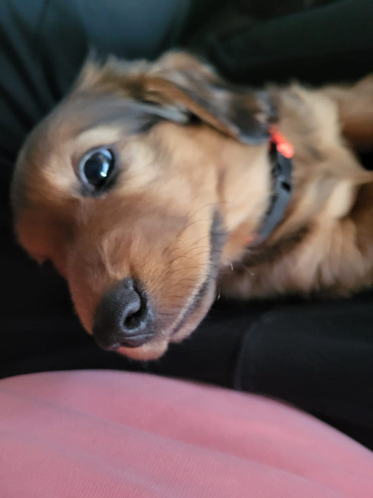 Standard langhåret guttedachs selges