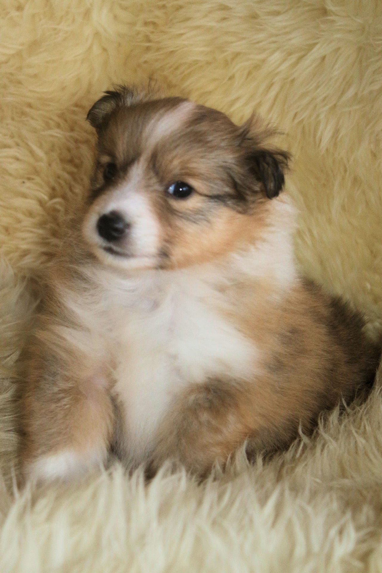 Shetland Sheepdog