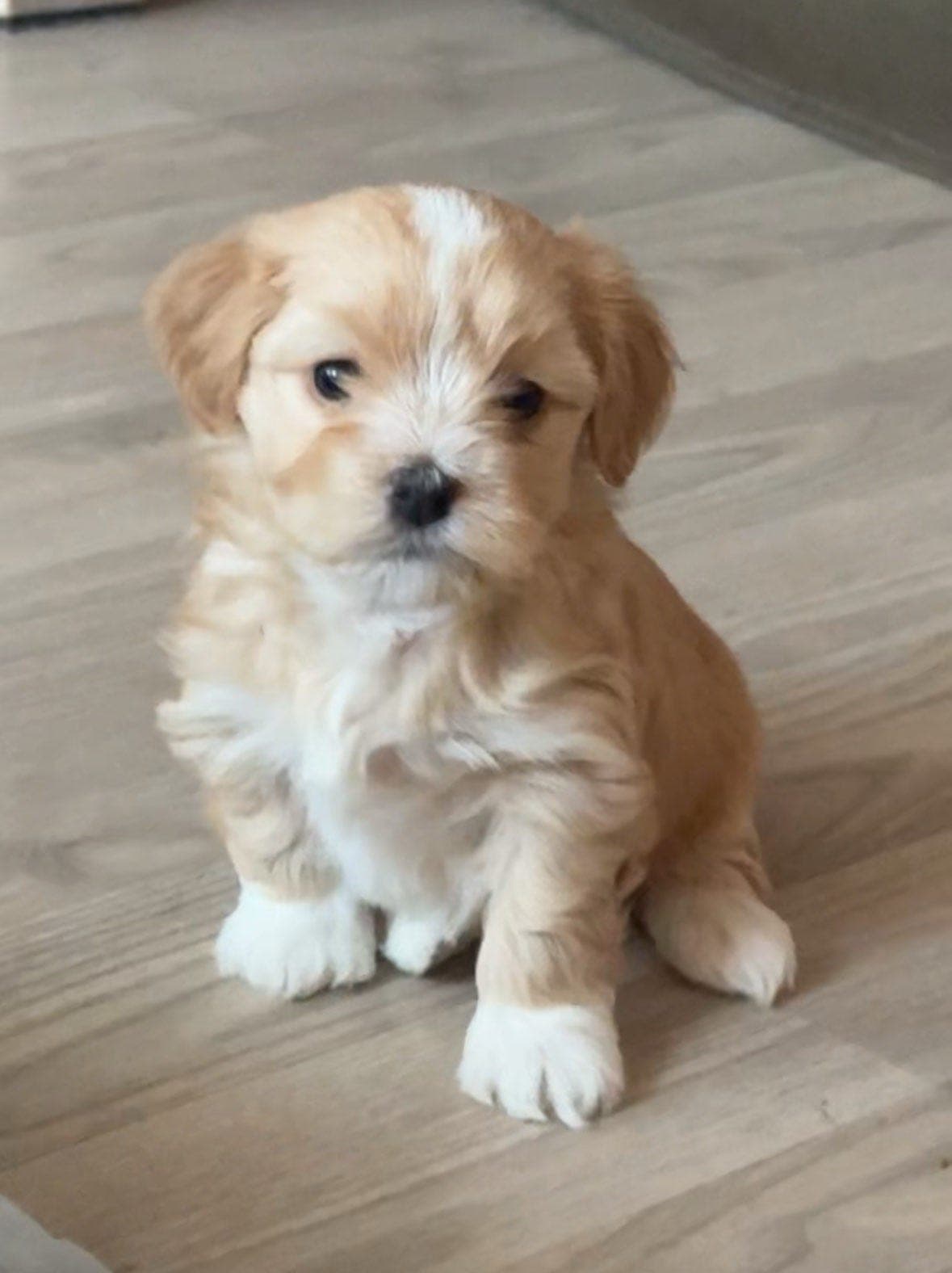 Utrolig skjønne Bichon Havanais valper!