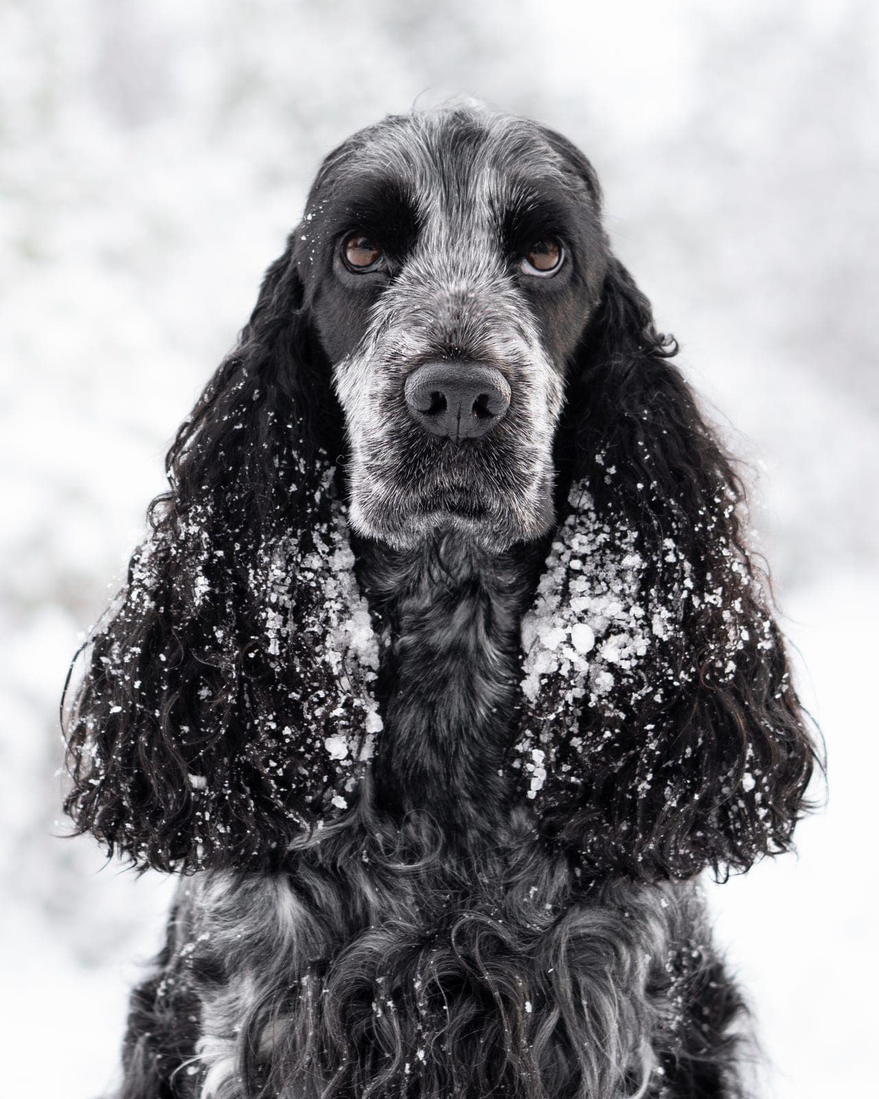 Cocker spaniel valper til salgs (f. 18.01-26)