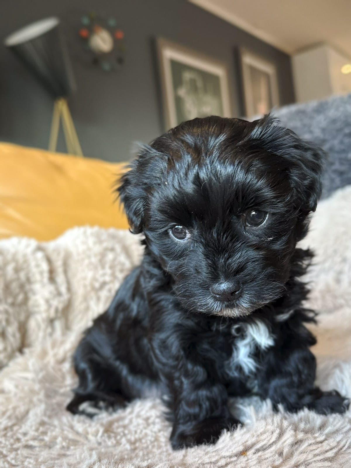 NKK registrerte Bichon Havanais valper