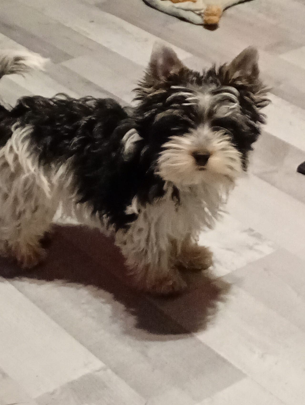 vakker yorkshire terrier  valp