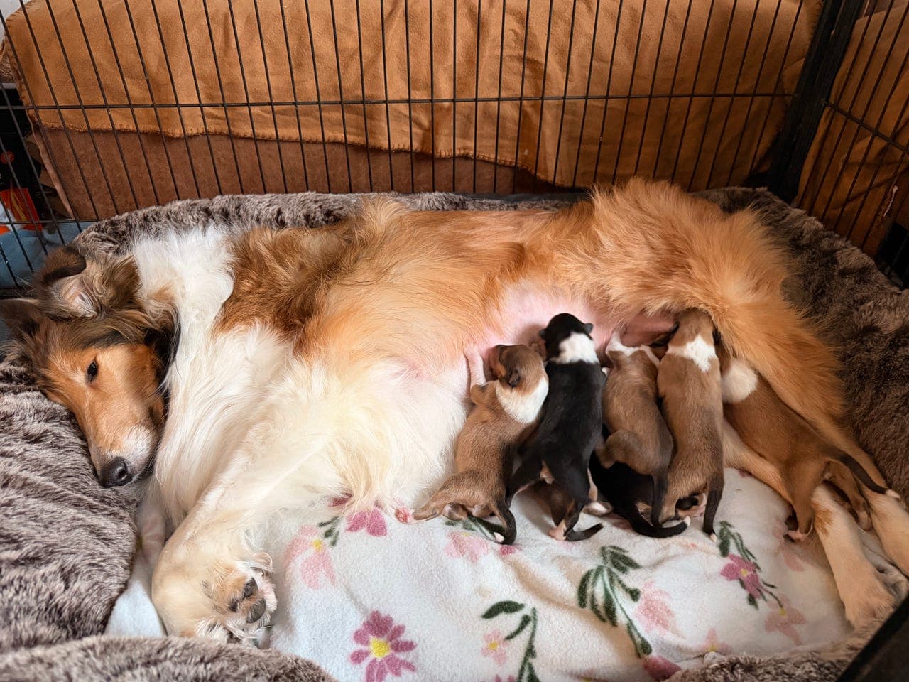 Collie langhåret lev klare uke 11