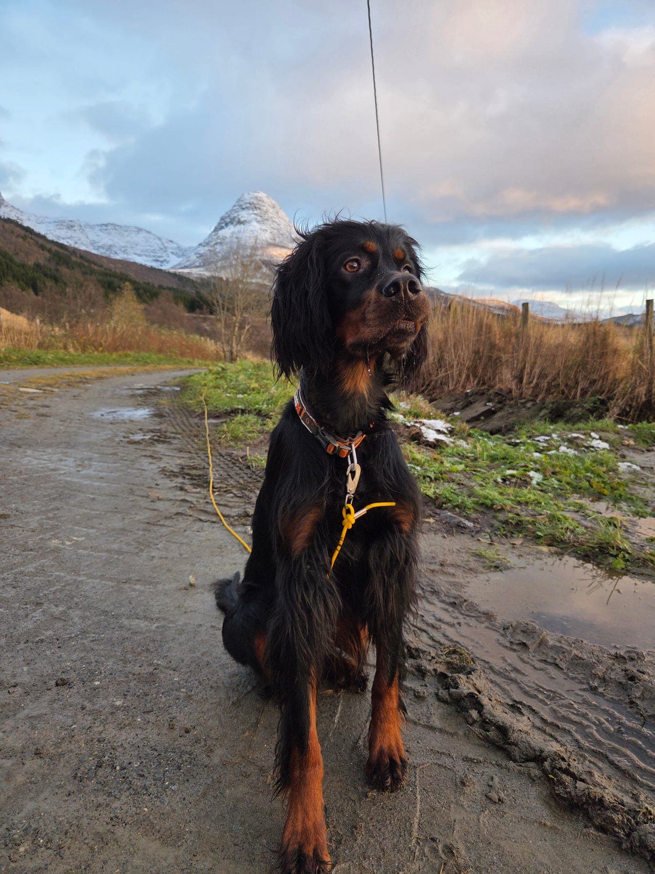 Gordonsetter søker nytt hjem