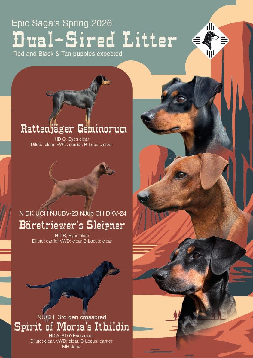 Pinschervalper ventes i April - dobbelparring (to fedre - en mor)