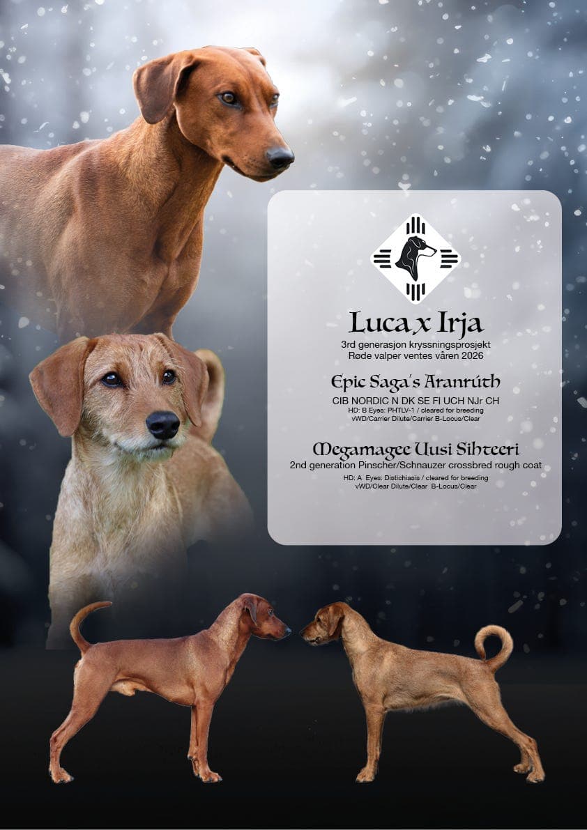 Pinschervalper ventes i April